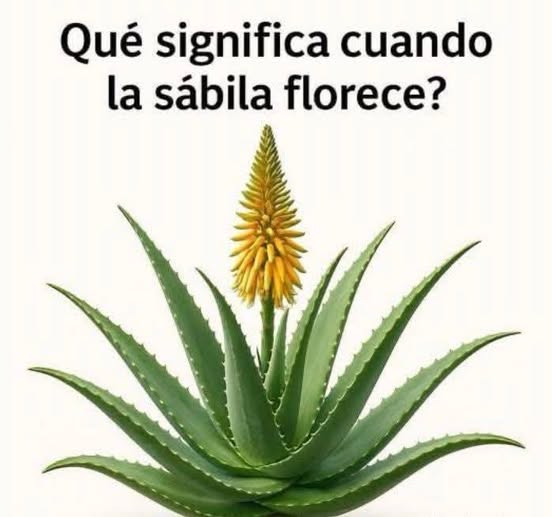 🌱 ¿Qué significa la floración de la sábila? Un anuncio de salud, renovación y bienestar en tu hogar