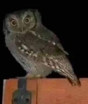 🦉 ¿Qué significa realmente cuando una lechuza llega a tu casa? Entre el silencio, la sabiduría y el mensaje oculto